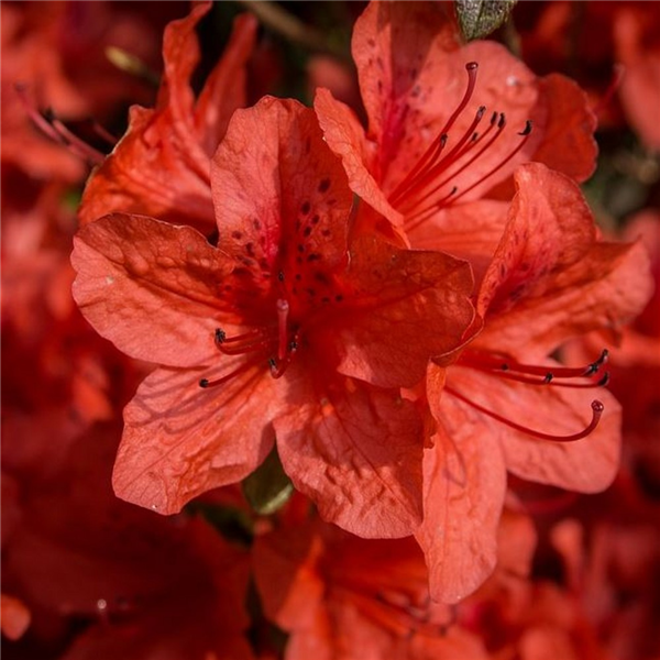 Азалія японська "Оранж Б"юті", Azalea japonica "Orange Beauty", 3-річна, С2 - Зображення 2