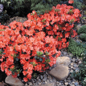 Азалія японська "Оранж Б"юті", Azalea japonica "Orange Beauty", 3-річна, С2