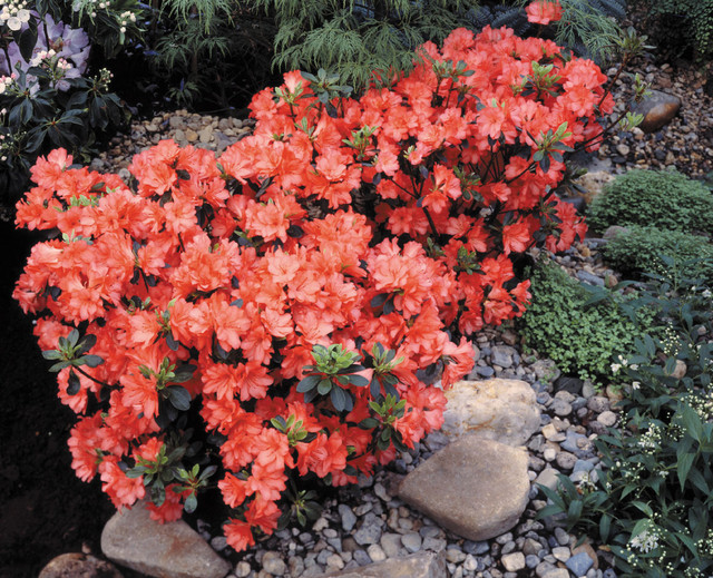 Азалія японська "Оранж Б"юті", Azalea japonica "Orange Beauty", 3-річна, С2