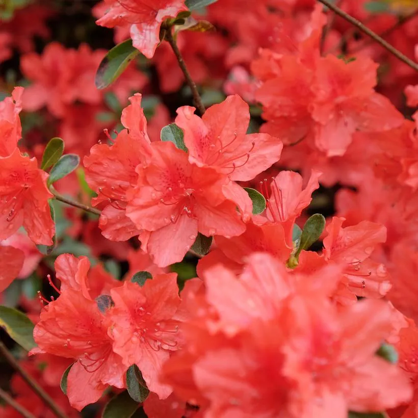 Азалія японська "Оранж Б"юті", Azalea japonica "Orange Beauty", 3-річна, С2 - Зображення 3