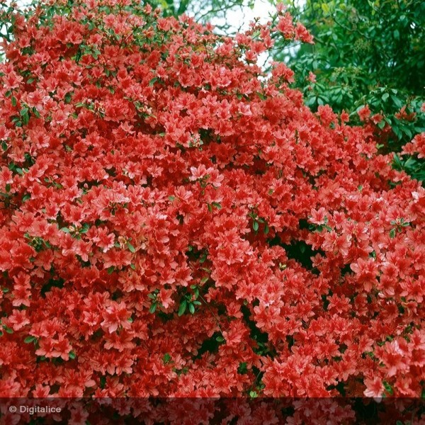 Азалія японська "Оранж Б"юті", Azalea japonica "Orange Beauty", 3-річна, С2 - Зображення 4