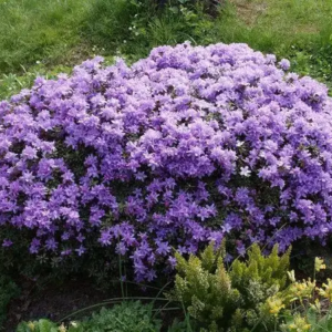 Рододендрон "Азуріка", Rhododendron 'Azurika', 3-річний, С1, 5