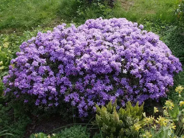 Рододендрон "Азуріка", Rhododendron 'Azurika', 3-річний, С1, 5
