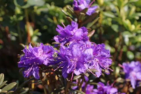 Рододендрон "Азуріка", Rhododendron 'Azurika', 3-річний, С1, 5 - Зображення 2