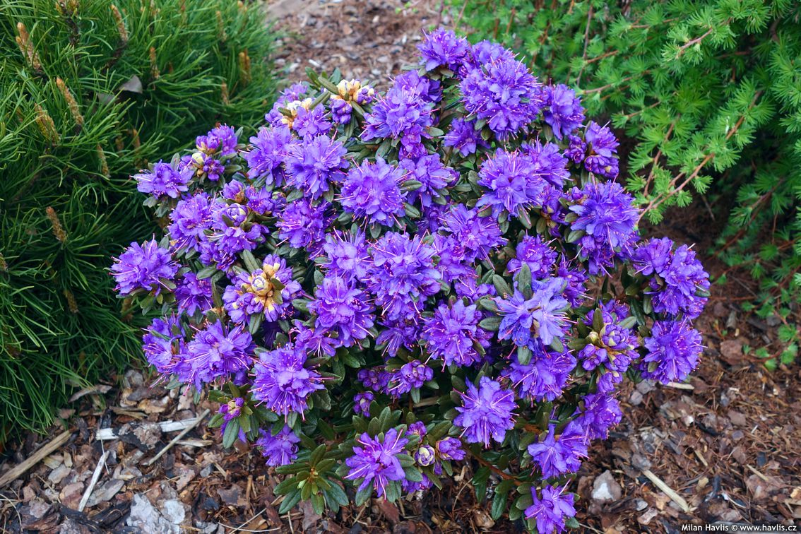 Рододендрон "Азуріка", Rhododendron 'Azurika', 3-річний, С1, 5 - Зображення 3