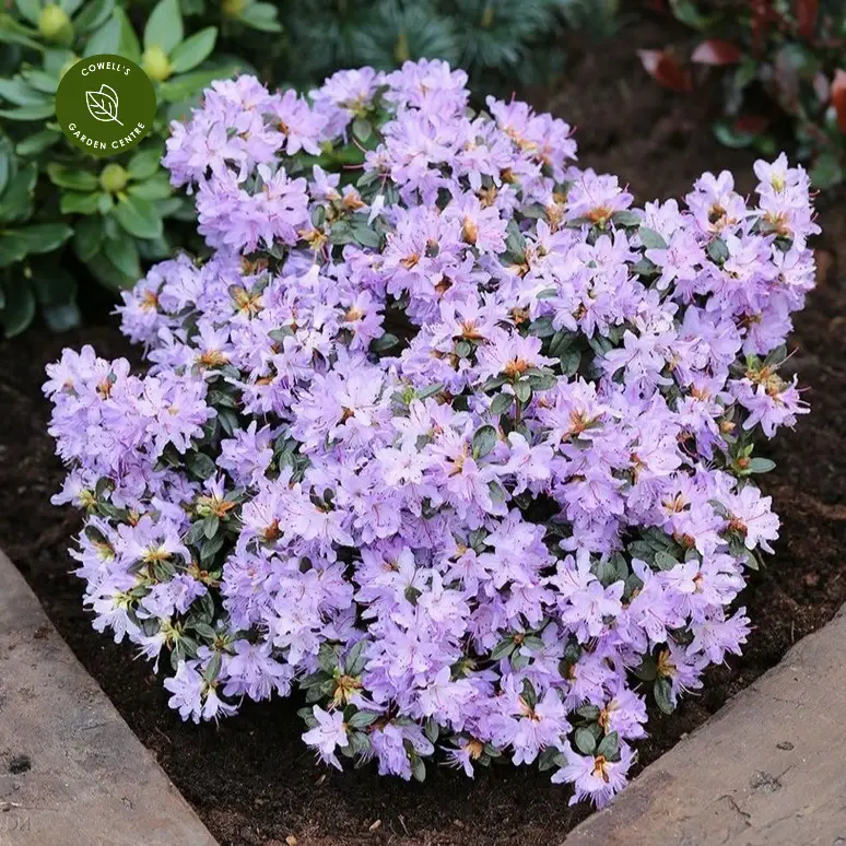 Рододендрон "Азуріка", Rhododendron 'Azurika', 3-річний, С1, 5 - Зображення 4