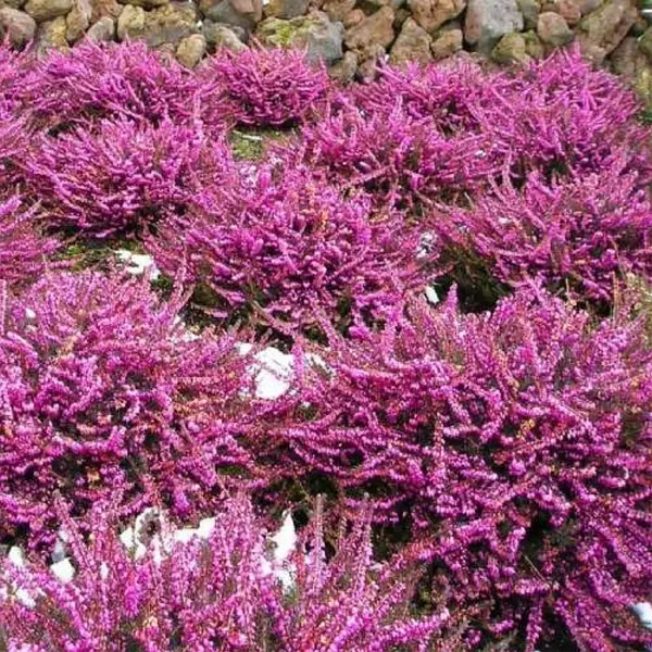 Еріка дарленська 'Крамарз Роте', Erica darleyensis 'Kramer's Rote', С1, 5 - Зображення 2