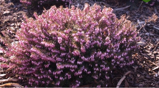 Еріка дарленська 'Крамарз Роте', Erica darleyensis 'Kramer's Rote', С1, 5 - Зображення 3