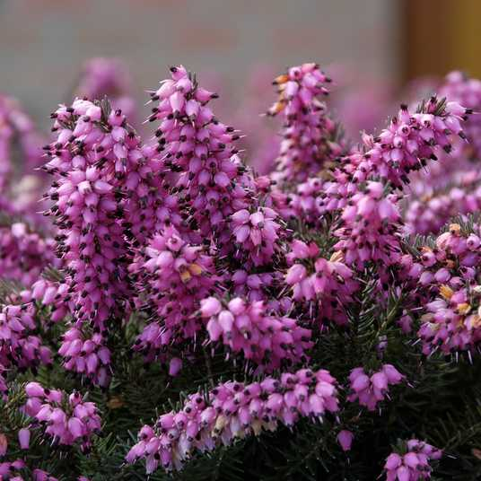 Еріка дарленська 'Крамарз Роте', Erica darleyensis 'Kramer's Rote', С1, 5 - Зображення 4