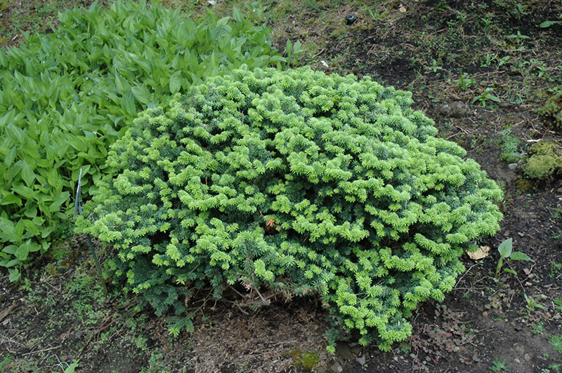 Ялиця бальзамічна "Нана", Abies balsamea "Nana", 3-річна, С1, 5 - Зображення 2