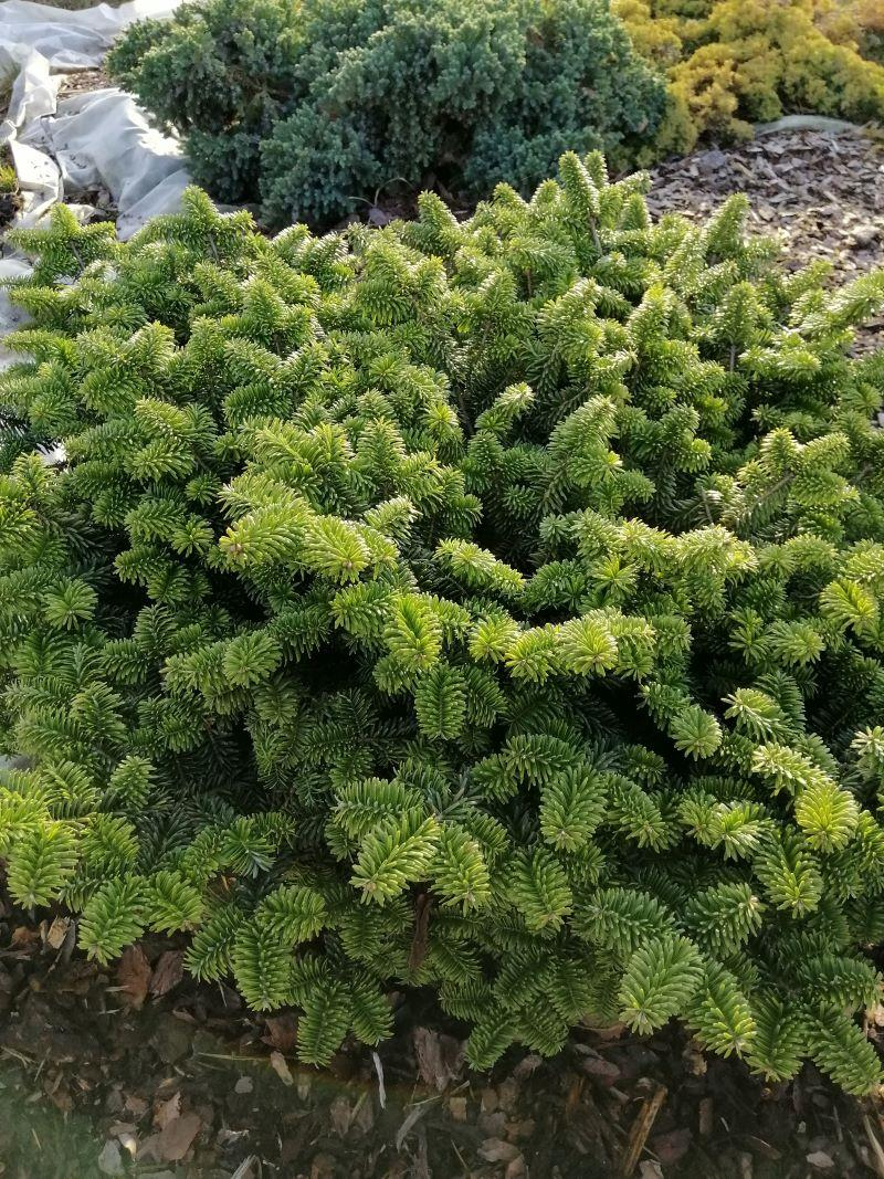 Ялиця бальзамічна "Нана", Abies balsamea "Nana", 3-річна, С1, 5 - Зображення 5