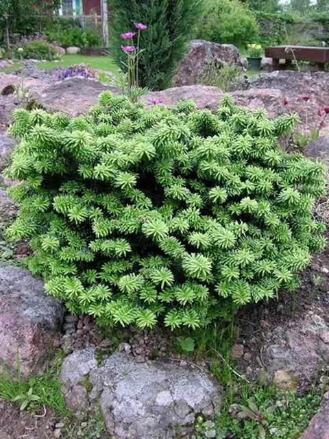 Ялиця бальзамічна "Нана", Abies balsamea "Nana", 3-річна, С1, 5 - Зображення 4