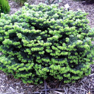 Ялиця бальзамічна "Нана", Abies balsamea "Nana", 3-річна, С1, 5