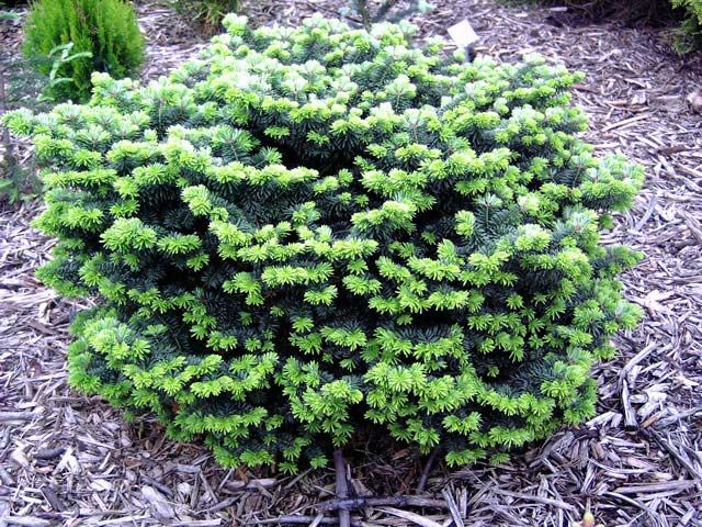 Ялиця бальзамічна "Нана", Abies balsamea "Nana", 3-річна, С1, 5