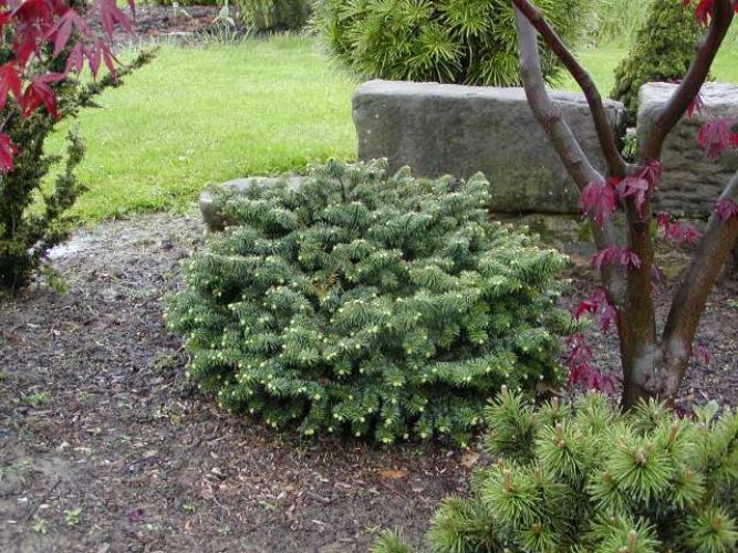 Ялиця бальзамічна "Нана", Abies balsamea "Nana", 3-річна, С1, 5 - Зображення 3