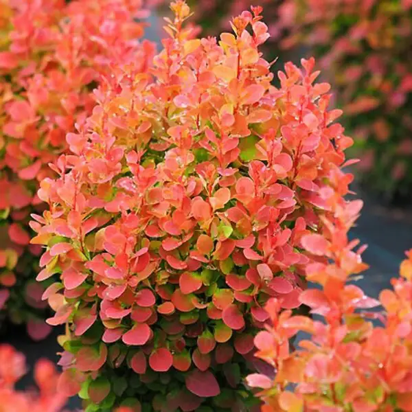 Барбарис Тунберга 'Флоренс', Berberis thunbergii 'Florence', С1, 5 - Зображення 2