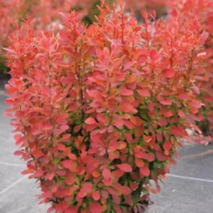 Барбарис Тунберга 'Флоренс', Berberis thunbergii 'Florence', С1, 5