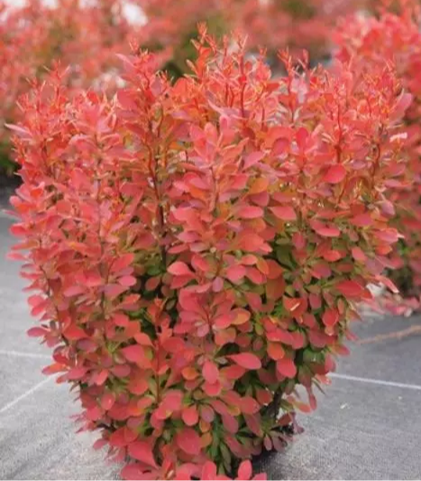 Барбарис Тунберга 'Флоренс', Berberis thunbergii 'Florence', С1, 5