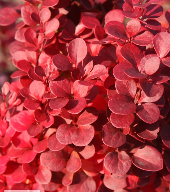 Барбарис Тунберга 'Флоренс', Berberis thunbergii 'Florence', С1, 5 - Зображення 3