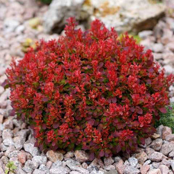 Барбарис тунберга "Карлик", Berberis thunbergii 'Karlik', С1, 5 - Зображення 3