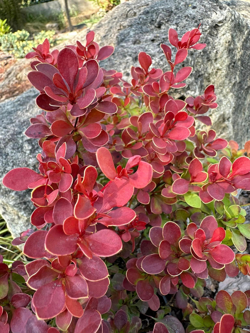 Барбарис тунберга "Карлик", Berberis thunbergii 'Karlik', С1, 5 - Зображення 4