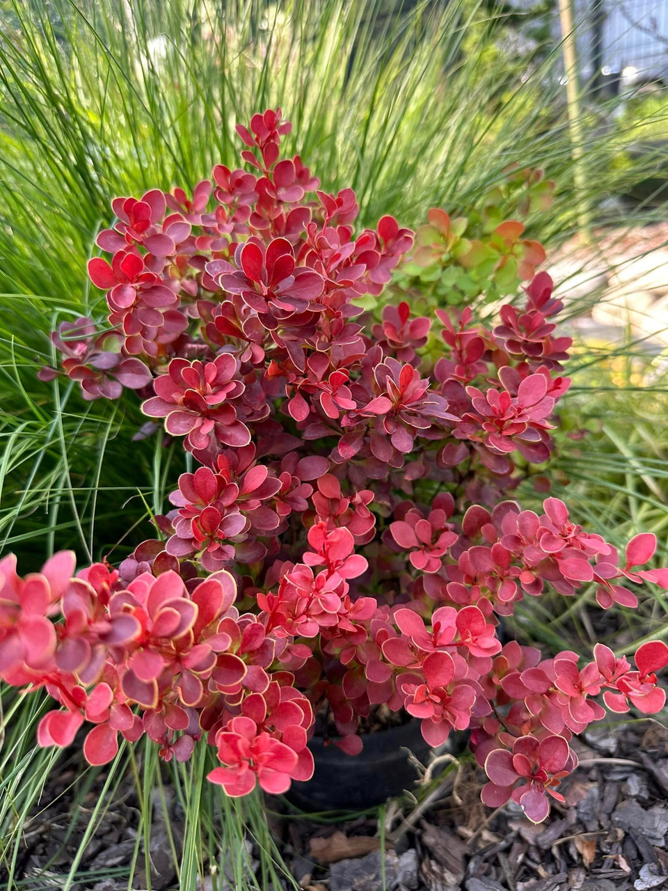 Барбарис тунберга "Карлик", Berberis thunbergii 'Karlik', С1, 5 - Зображення 5