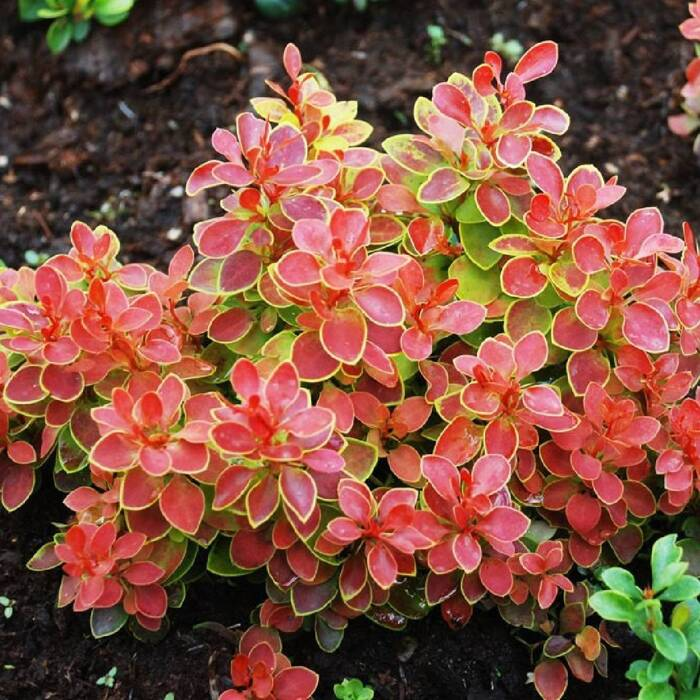 Барбарис тунберга "Карлик", Berberis thunbergii 'Karlik', С1, 5 - Зображення 2