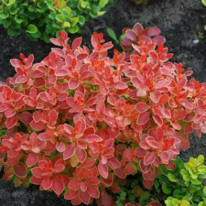 Барбарис тунберга "Карлик", Berberis thunbergii 'Karlik', С1, 5