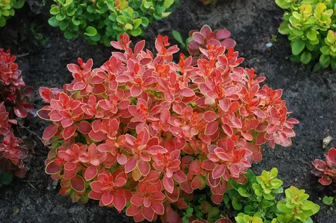 Барбарис тунберга "Карлик", Berberis thunbergii 'Karlik', С1, 5