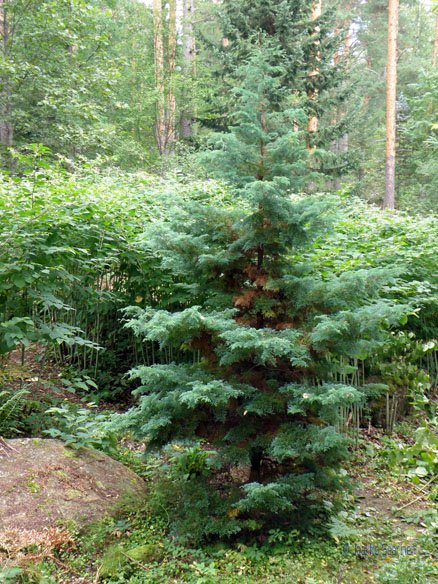 Кипарисовик горохоплідний 'Сквароза', Chamaecyparis Pisifera 'Squarrosa', 4-річний, С1, 5 - Зображення 2
