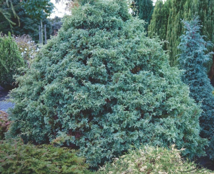Кипарисовик горохоплідний 'Сквароза', Chamaecyparis Pisifera 'Squarrosa', 4-річний, С1, 5 - Зображення 3