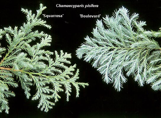 Кипарисовик горохоплідний 'Сквароза', Chamaecyparis Pisifera 'Squarrosa', 4-річний, С1, 5 - Зображення 4