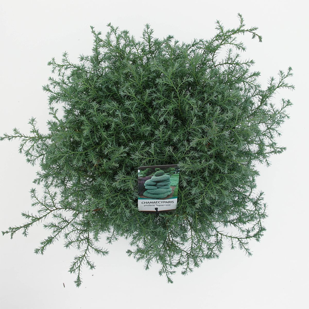 Кипарисовик горохоплідний 'Сквароза', Chamaecyparis Pisifera 'Squarrosa', 4-річний, С1, 5 - Зображення 5