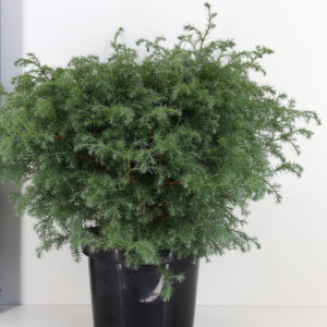 Кипарисовик горохоплідний 'Сквароза', Chamaecyparis Pisifera 'Squarrosa', 6-річний, С5