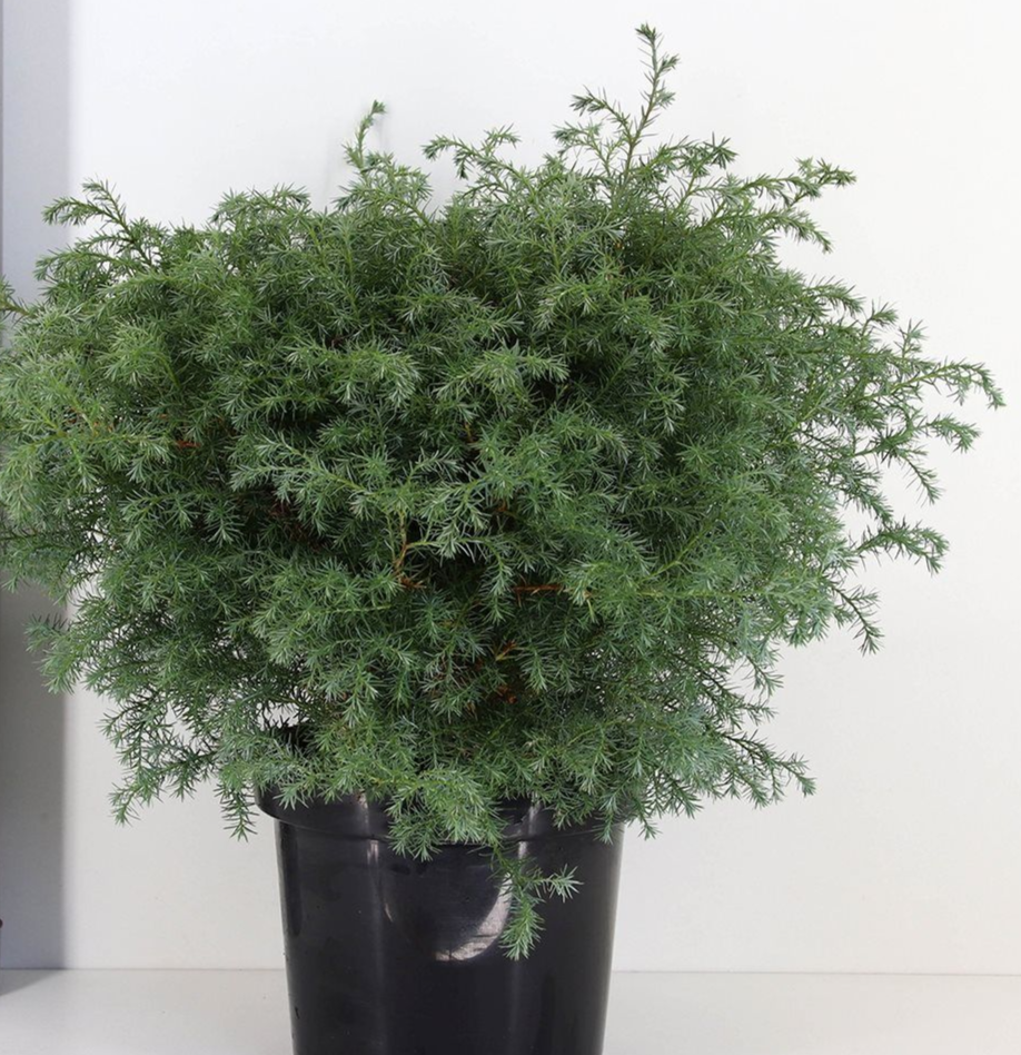 Кипарисовик горохоплідний 'Сквароза', Chamaecyparis Pisifera 'Squarrosa', 4-річний, С1, 5