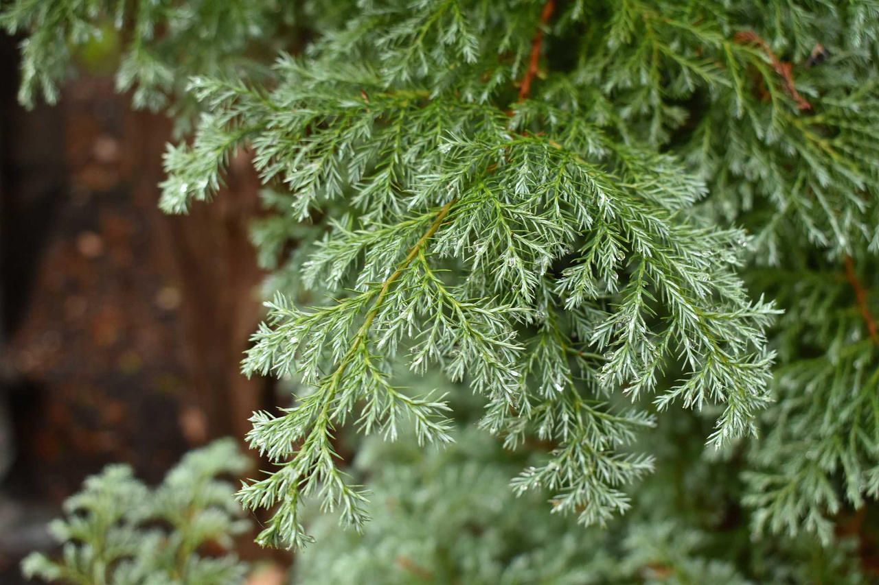 Кипарисовик горохоплідний 'Сквароза', Chamaecyparis Pisifera 'Squarrosa', 4-річний, С1, 5 - Зображення 6
