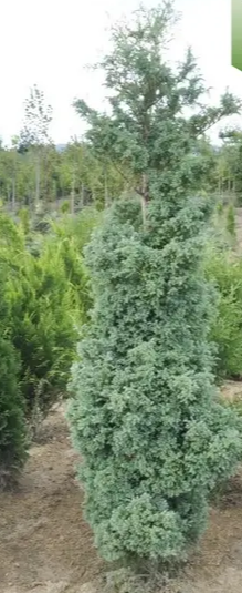 Кипарисовик горохоплідний 'Сквароза', Chamaecyparis Pisifera 'Squarrosa', 4-річний, С1, 5 - Зображення 7