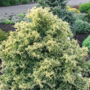 Кипарисовик горохоплідний "Сквароза Ауреа", Chamaecyparis pisifera "Squarrosa Aurea", 5-річний, С5