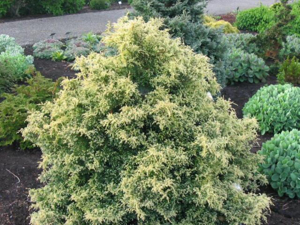 Кипарисовик горохоплідний "Сквароза Ауреа", Chamaecyparis pisifera "Squarrosa Aurea", 5-річний, С5