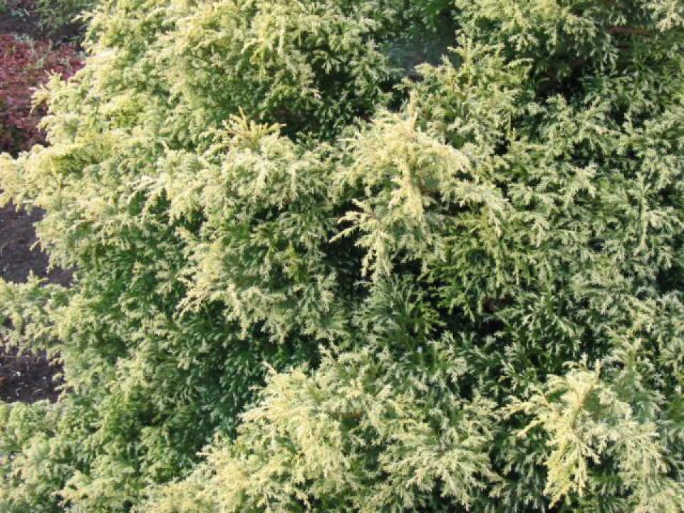 Кипарисовик горохоплідний "Сквароза Ауреа", Chamaecyparis pisifera "Squarrosa Aurea", 5-річний, С5 - Зображення 2