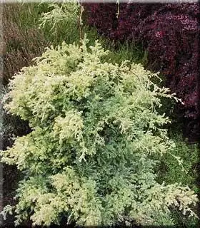 Кипарисовик горохоплідний "Сквароза Ауреа", Chamaecyparis pisifera "Squarrosa Aurea", 5-річний, С5 - Зображення 3