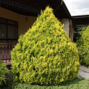 Кипарисовик горохоплідний 'Плюмоза Ауреа', Chamaecyparis pisifera 'Plumosa Aurea', 3-річний, С1, 5