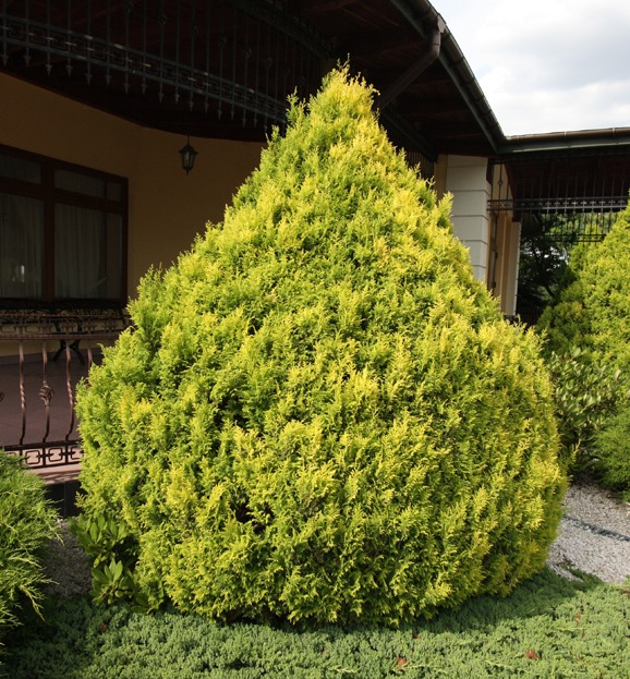 Кипарисовик горохоплідний 'Плюмоза Ауреа', Chamaecyparis pisifera 'Plumosa Aurea', 3-річний, С1, 5