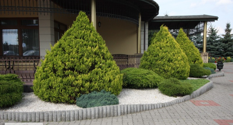 Кипарисовик горохоплідний 'Плюмоза Ауреа', Chamaecyparis pisifera 'Plumosa Aurea', 3-річний, С1, 5 - Зображення 2