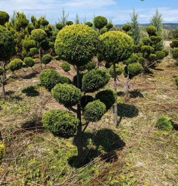 Кипарисовик горохоплідний 'Плюмоза Ауреа', Chamaecyparis pisifera 'Plumosa Aurea', 3-річний, С1, 5 - Зображення 3