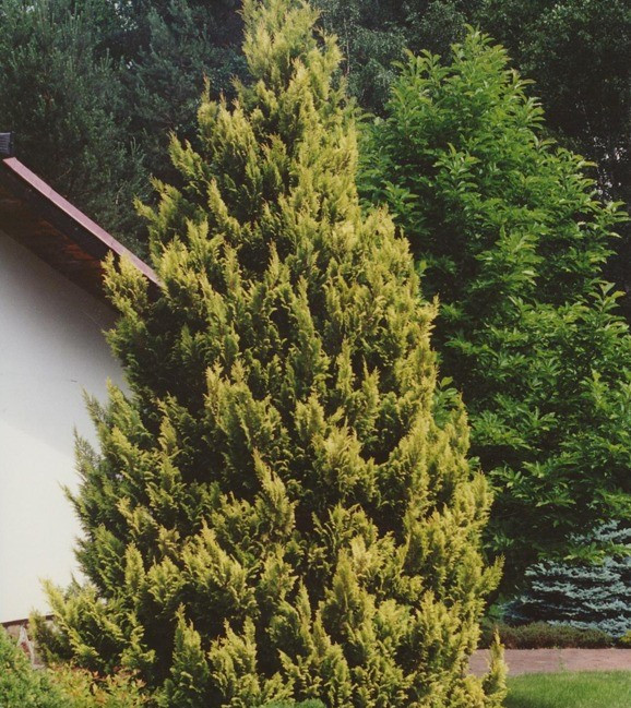Кипарисовик горохоплідний 'Плюмоза Ауреа', Chamaecyparis pisifera 'Plumosa Aurea', 3-річний, С1, 5 - Зображення 4