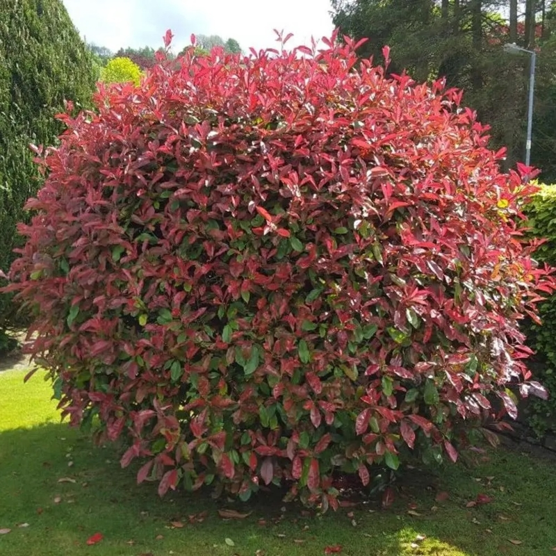 Фотінія Фразера 'Літл Ред Робін', Photinia fraseri 'Little Red Robin", 3-річна, С1, 5 - Зображення 2