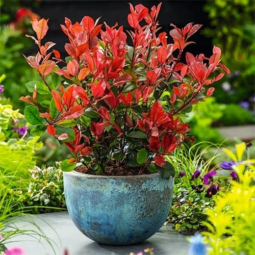 Фотінія Фразера 'Літл Ред Робін', Photinia fraseri 'Little Red Robin", 3-річна, С1, 5 - Зображення 3