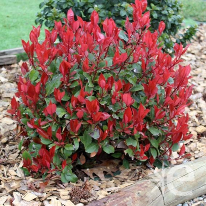 Фотінія Фразера 'Літл Ред Робін', Photinia fraseri 'Little Red Robin", 3-річна, С1, 5