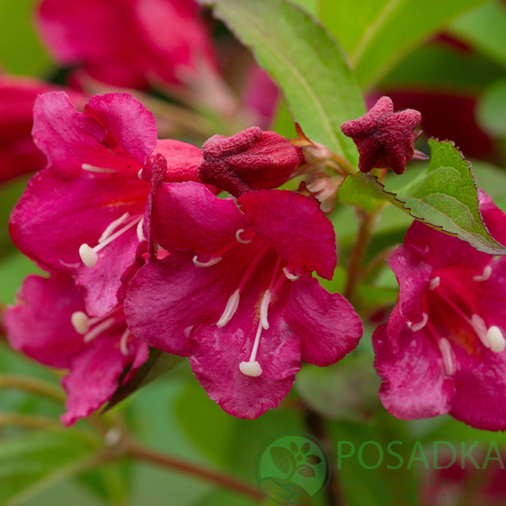 Вейгела квітуча 'Брістол Рубі', Weigela florida 'Bristol Ruby', С1, 5 - Зображення 2